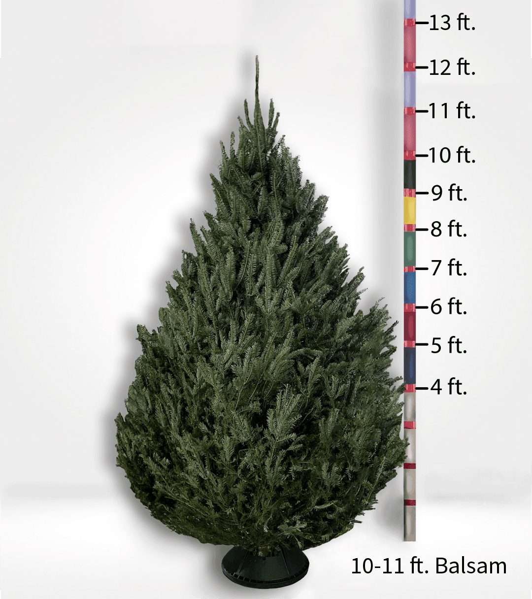 Fir Trees (4-10ft)