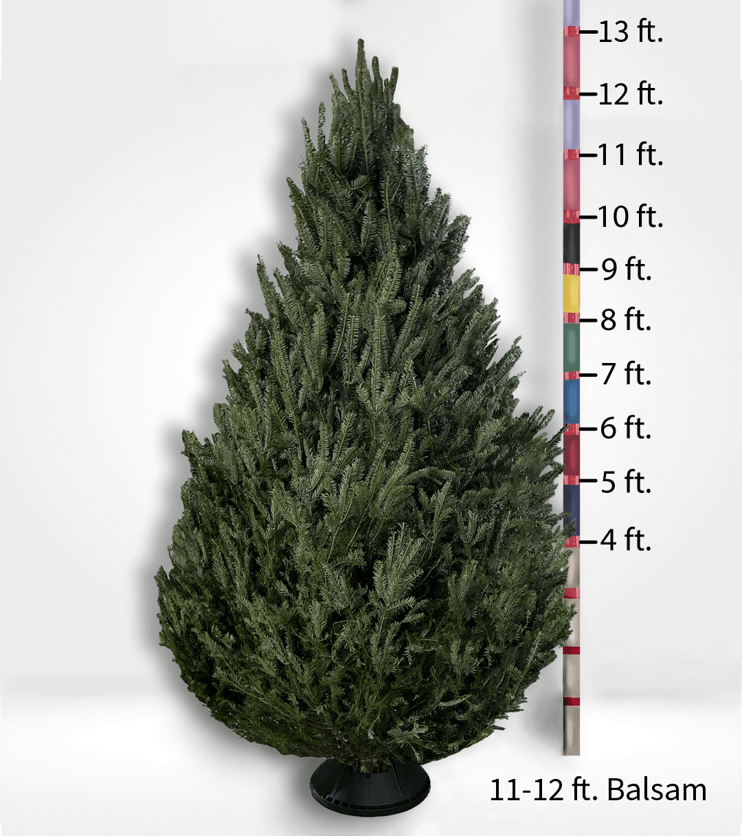 Fir Trees (4-10ft)