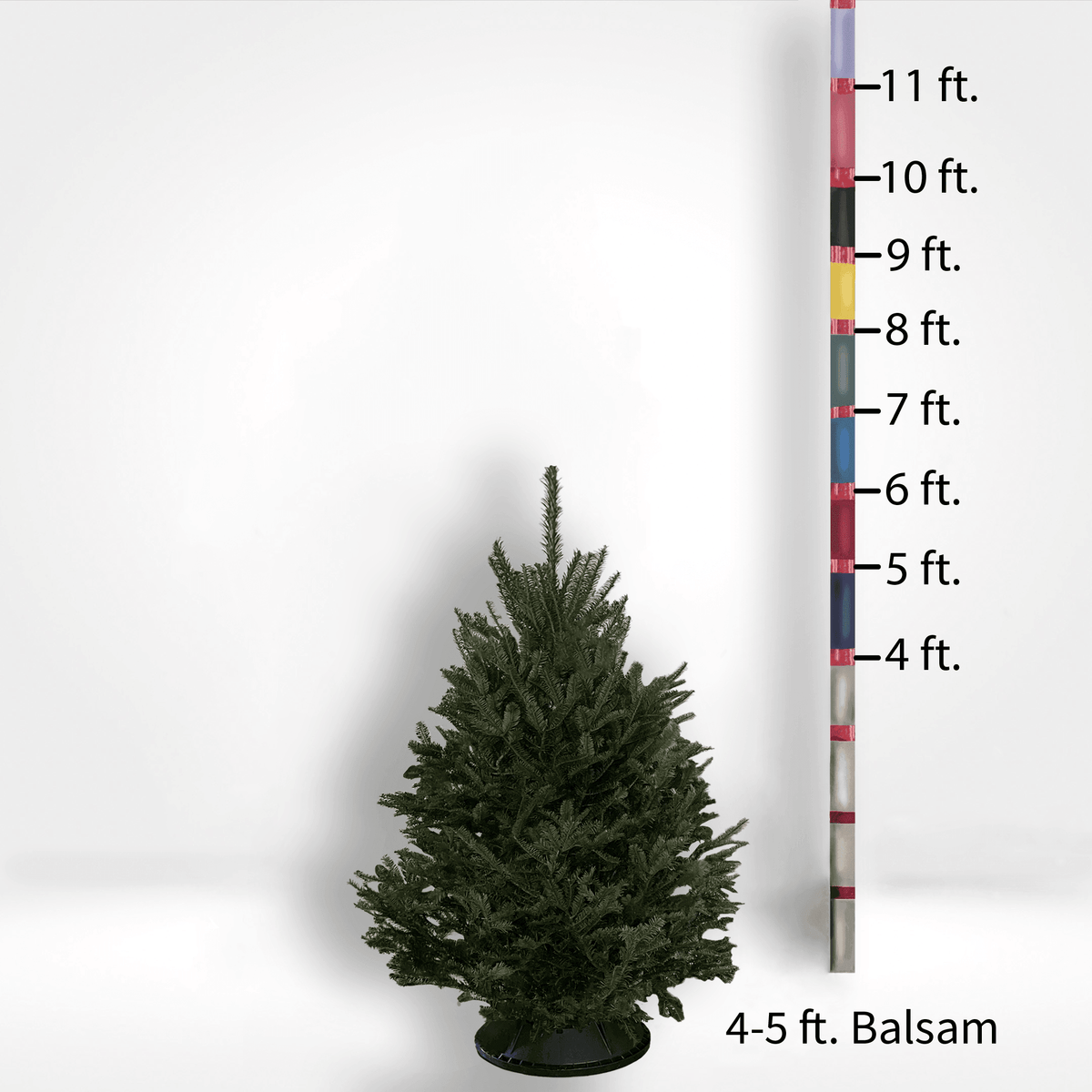 Fir Trees (4-10ft)