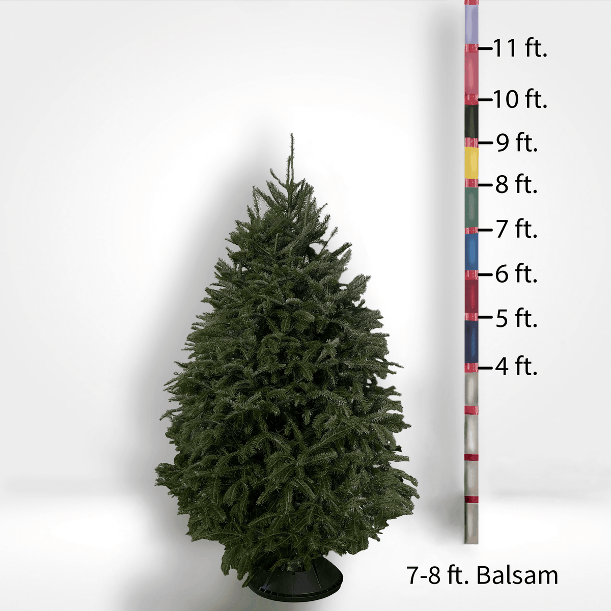 Fir Trees (4-10ft)