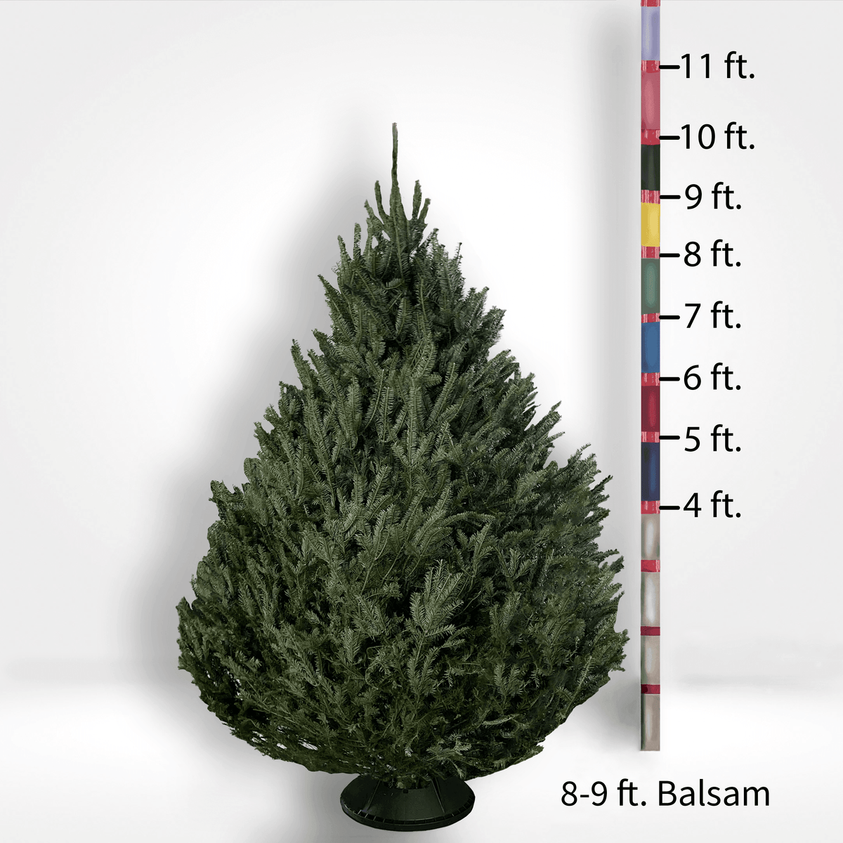 Fir Trees (4-10ft)