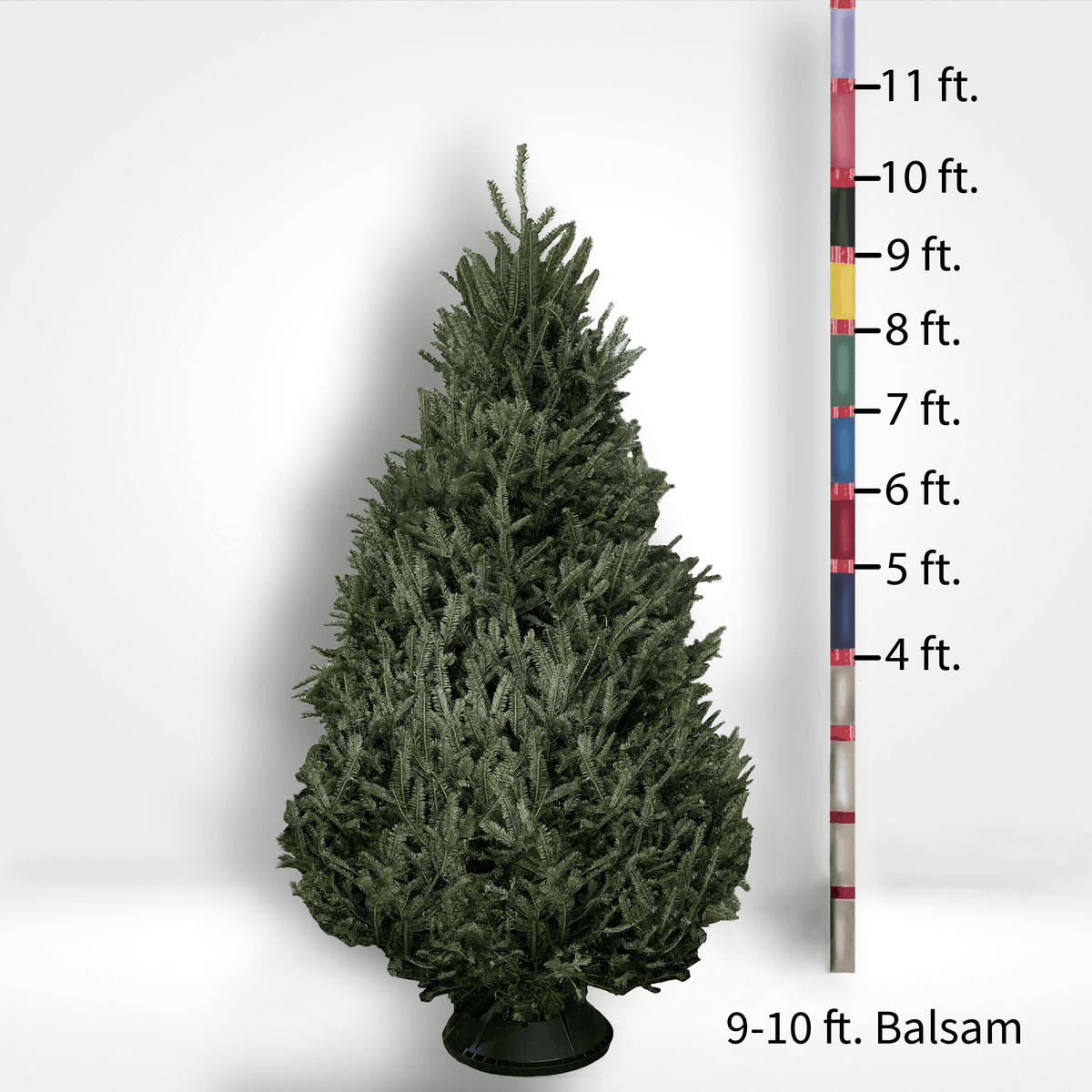 Fir Trees (4-10ft)