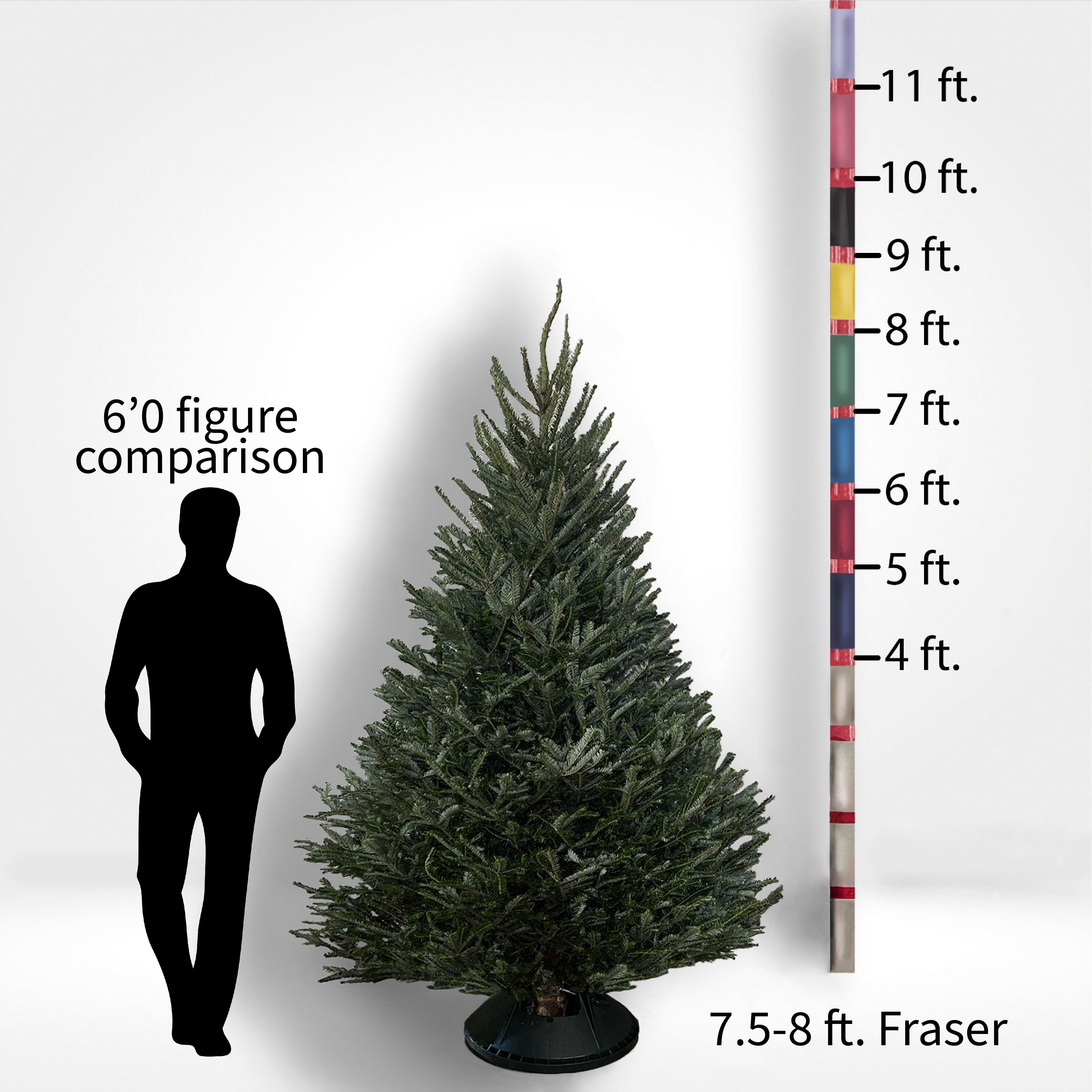 10 ft deals live christmas tree