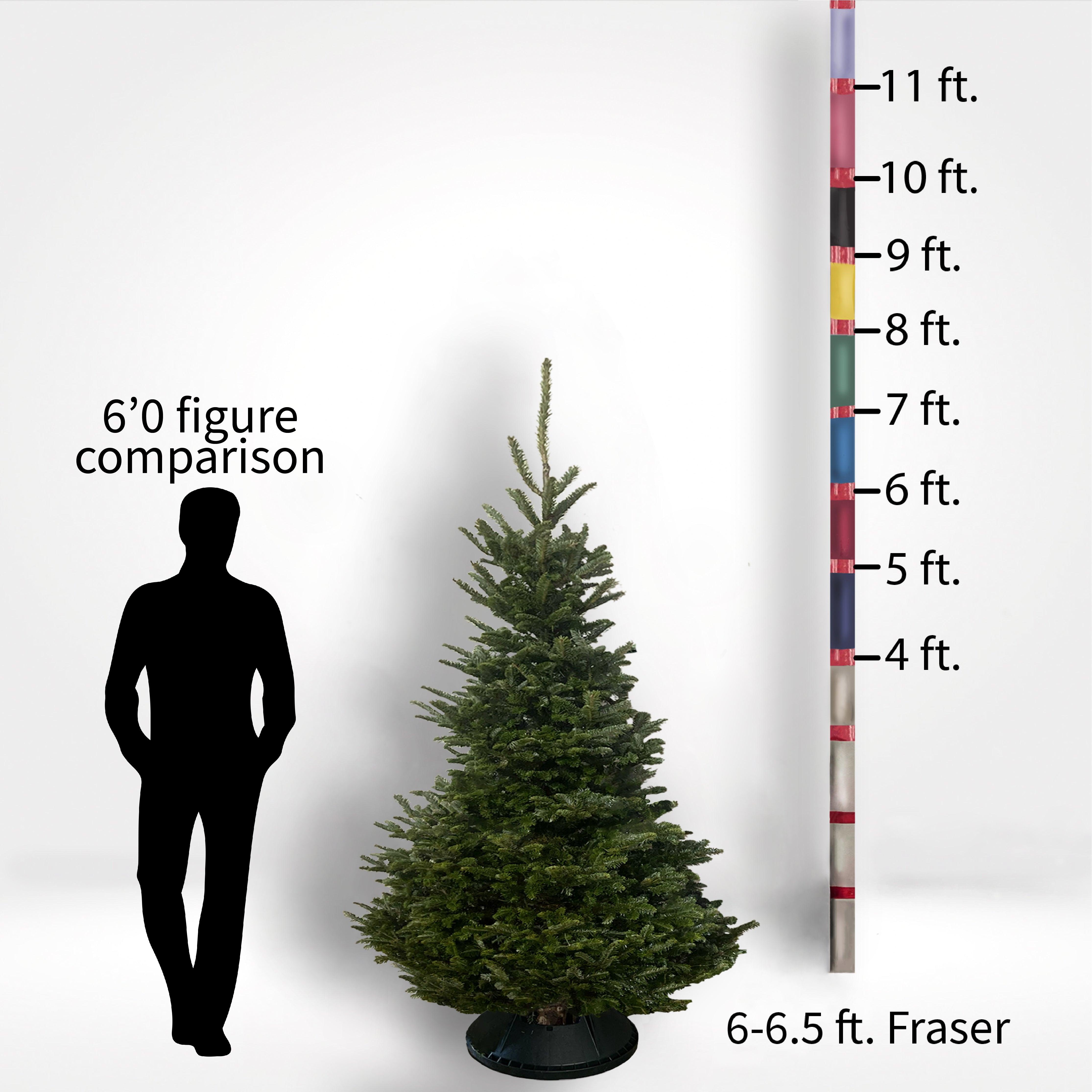 10 foot on sale xmas tree