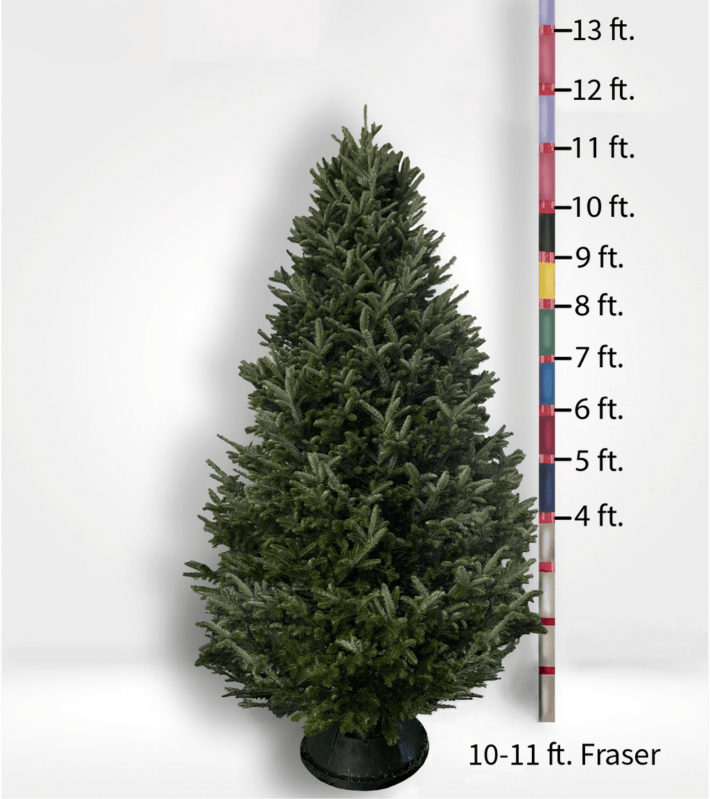 Oversized (10ft+) Fir Tree - CALL TO ORDER | City Trees